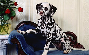 black and white dalmatian puppy on chaise lounge